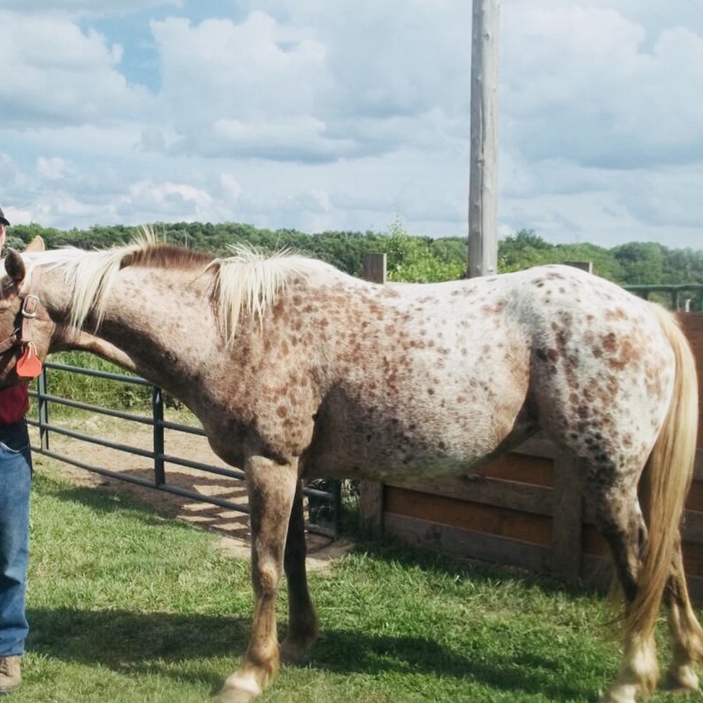 ISO horse tack!!!!!!